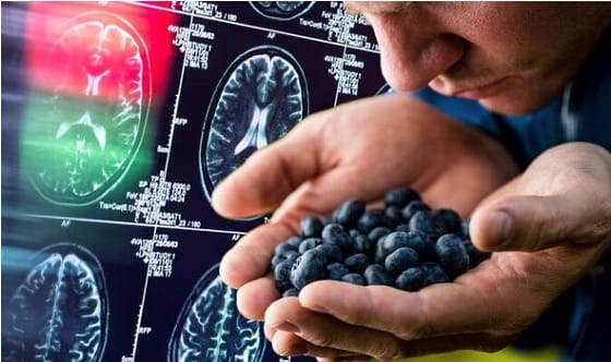 Help mee: studie naar wilde bosbessen en geheugen