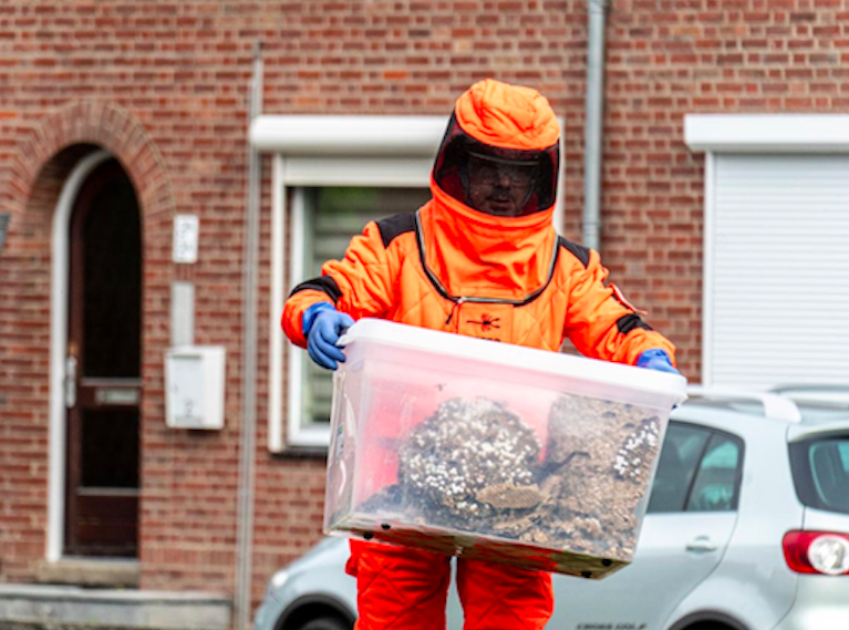 Maastricht neemt regie in bestrijding Aziatische hoornaar