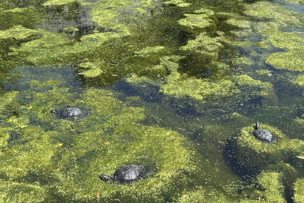 PvdD: Voerverbod nodig tegen ratten, algen, vissterfte