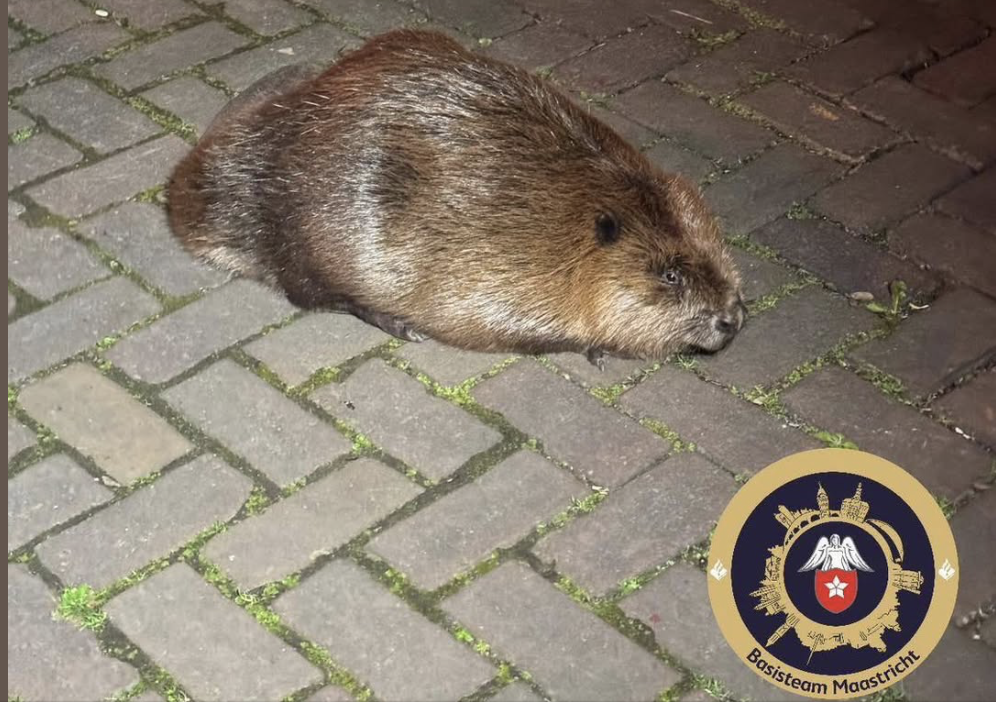 Bever verdwaald in de Capucijnenstraat