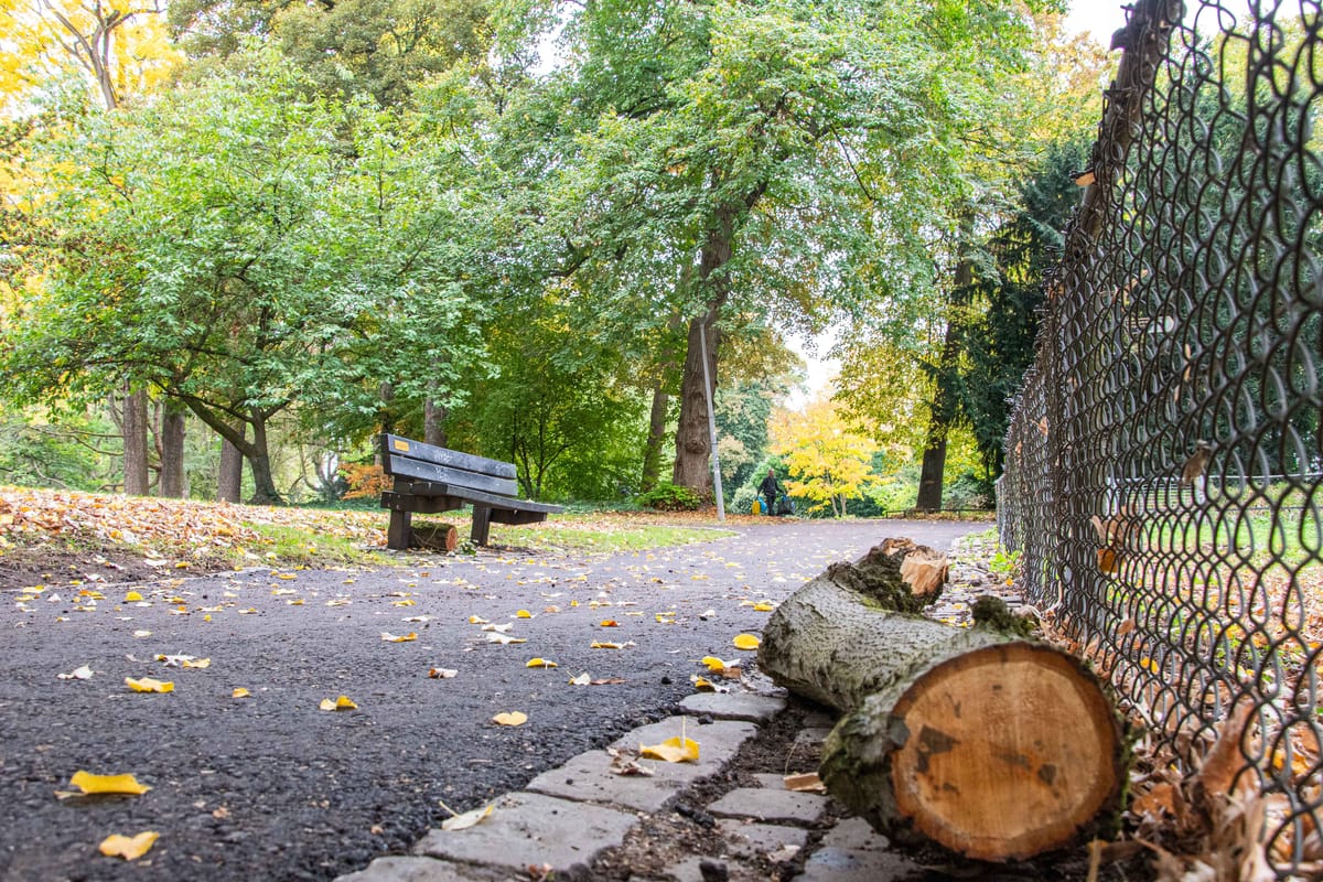 "Maak van Stadspark levend bomenmuseum"