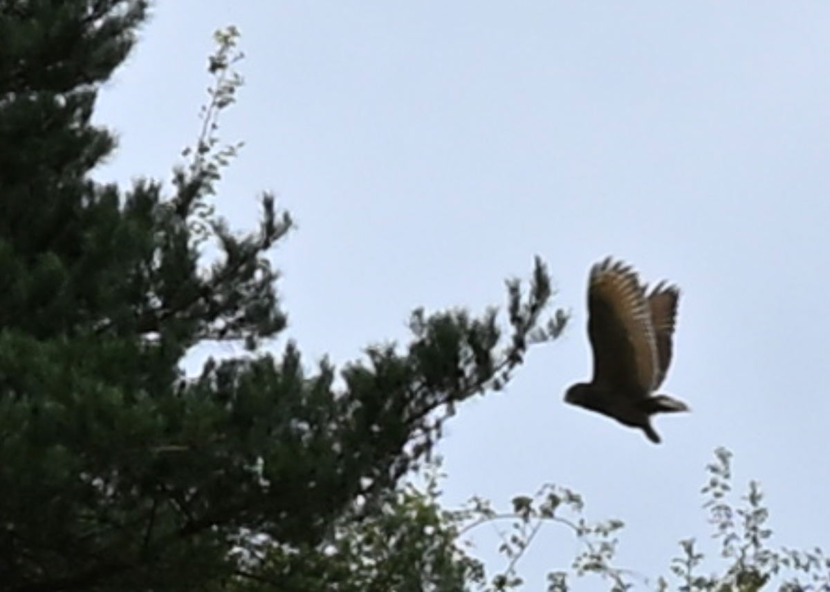 Reactie IVN op Omgevingsvisie, 'maar Stadsnatuurvisie 2018 in onderste la'