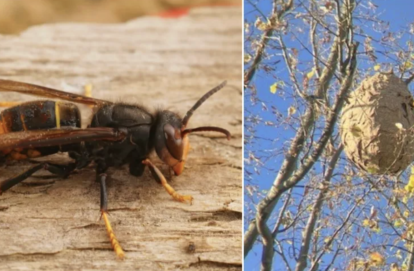 Aanpak Aziatische hoornaar