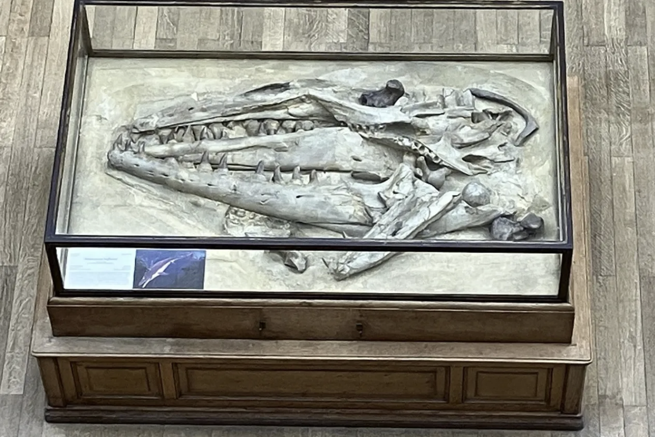 Mosasaurus: Fransen gevoelig voor prudente aanpak