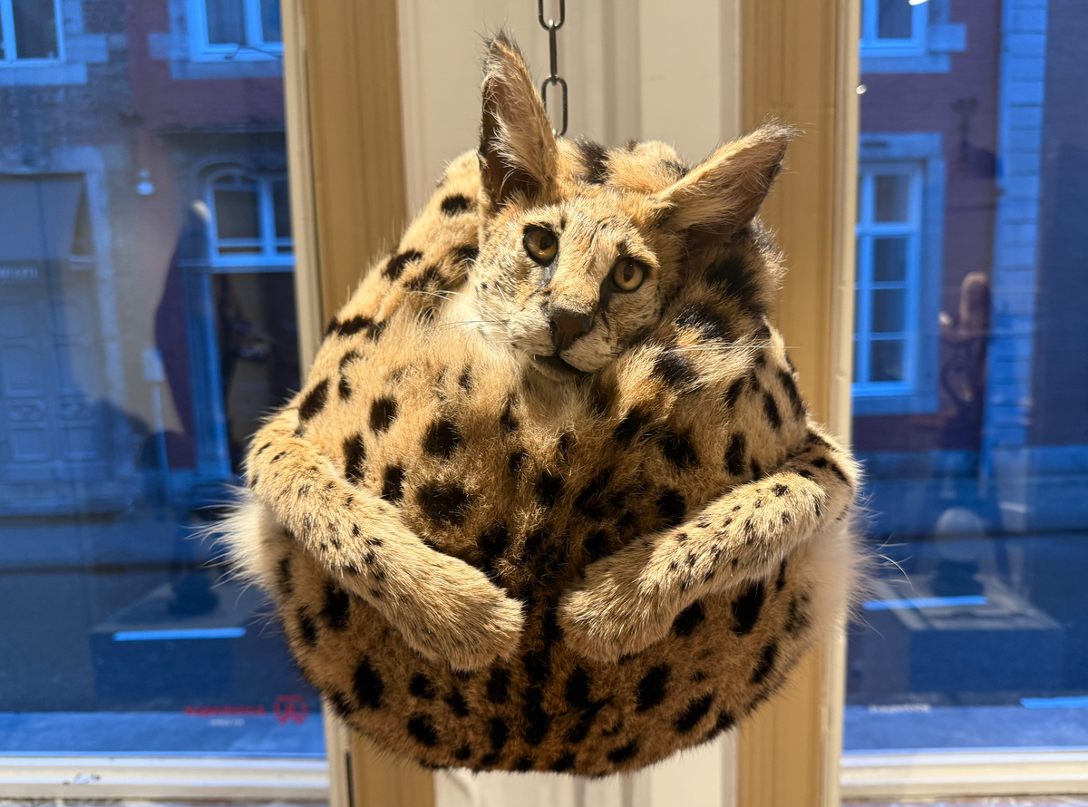 Veel belangstelling voor vernissage kunstenaarsduo