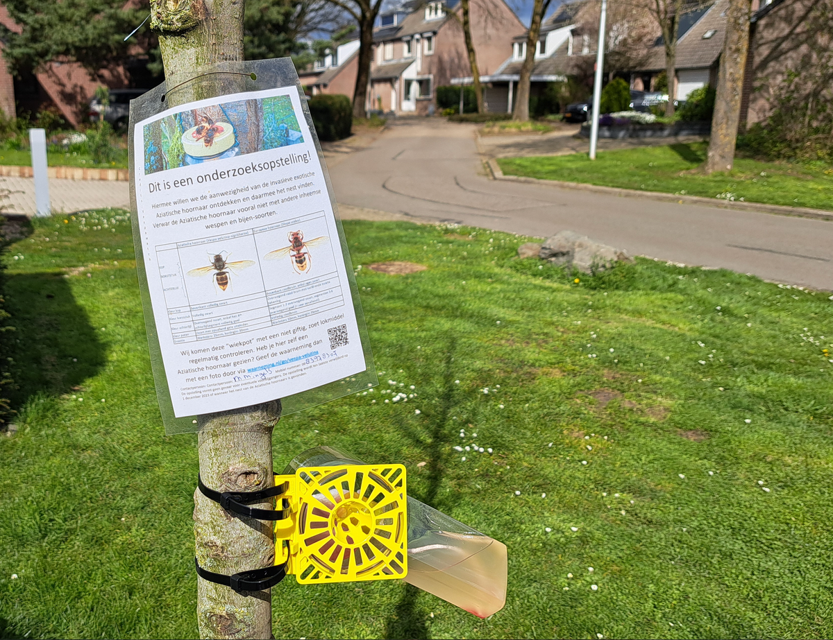 Imkers plaatsen 'wiekpotten' tegen Aziatische hoornaars