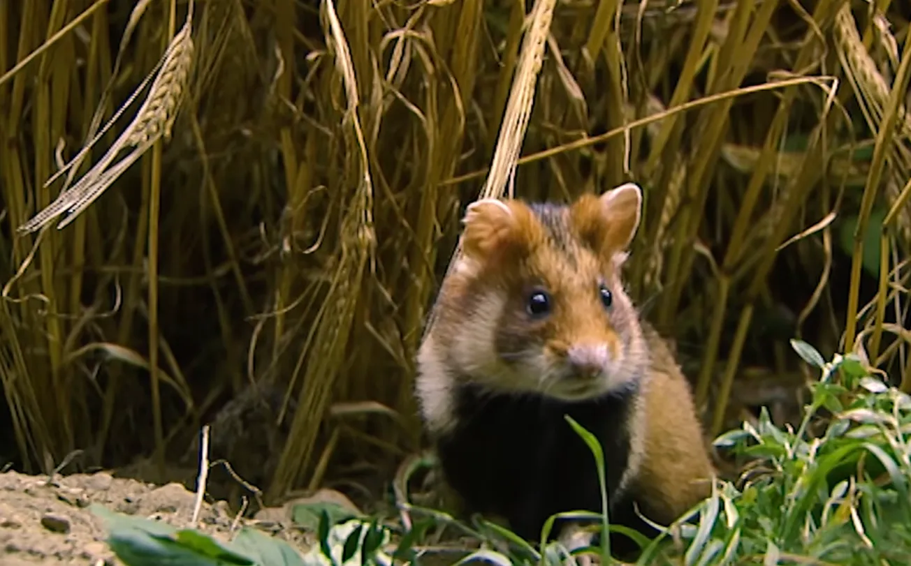 Gaia Zoo mag 400 hamsters fokken voor 435.000 euro