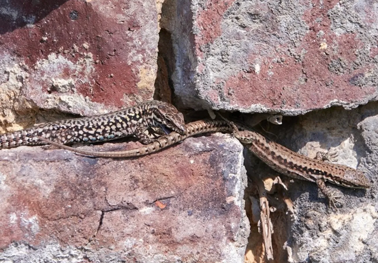 Muurhagedis weer terug op de Sint Pietersberg