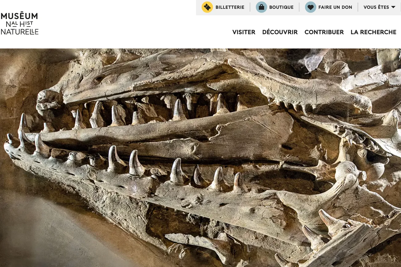 Geen diplomatieke druk voor geroofde Mosasaurus