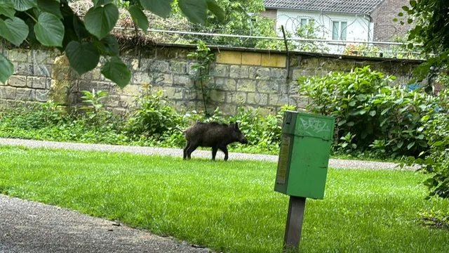 Jager schiet wild zwijn in Waldeckpark