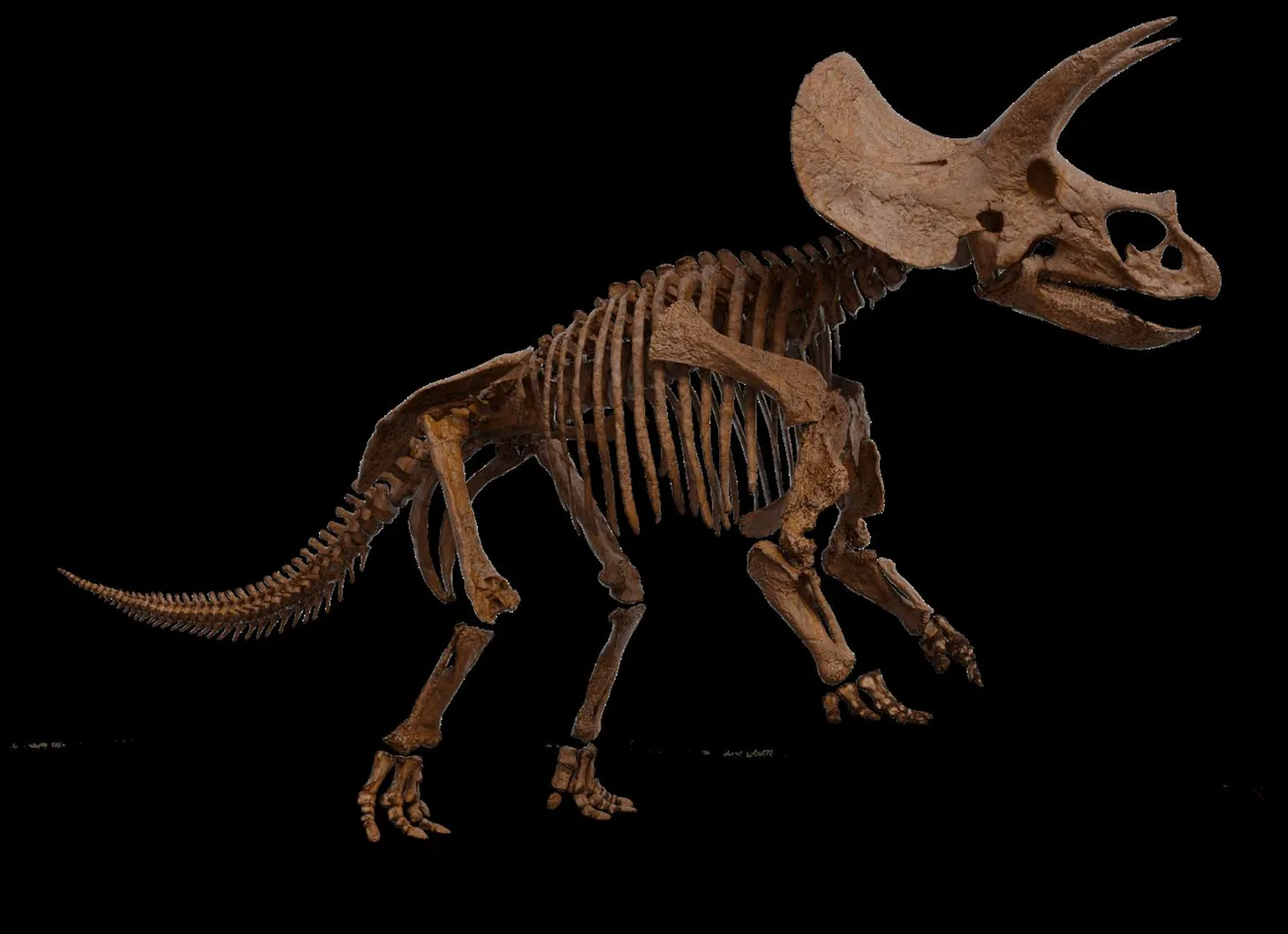 Spanning stijgt voor de komst van de triceratops