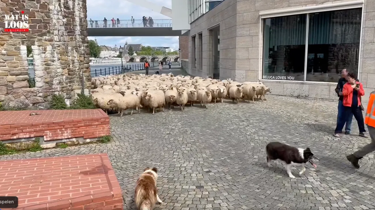 Schapenfilmpje Wat is Loos  gaat viral