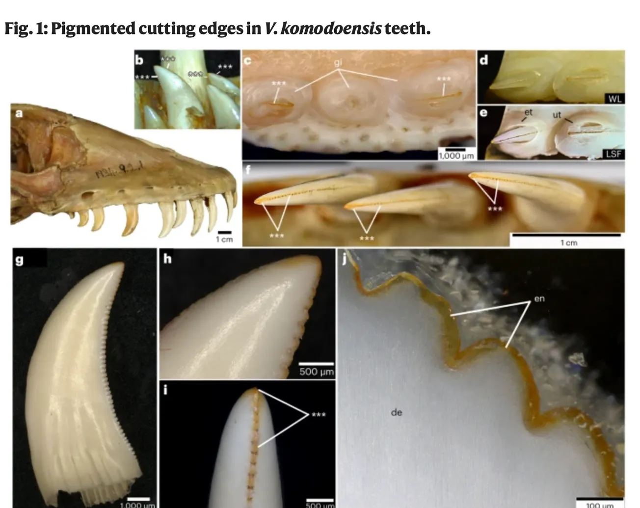 Waarschijnlijk had Bèr bek vol ijzeren tanden