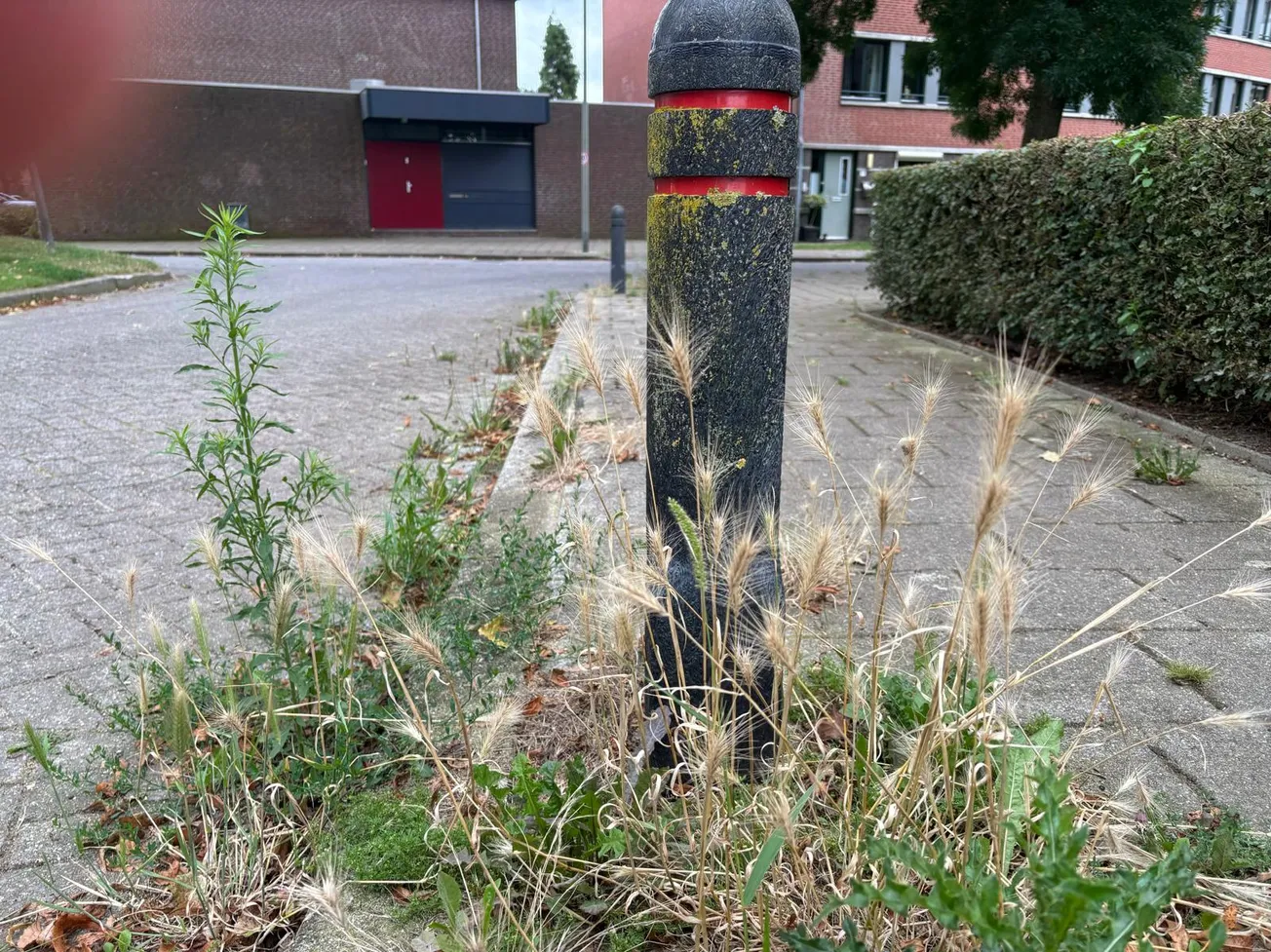 Gevaarlijk grasaar tiert weer welig