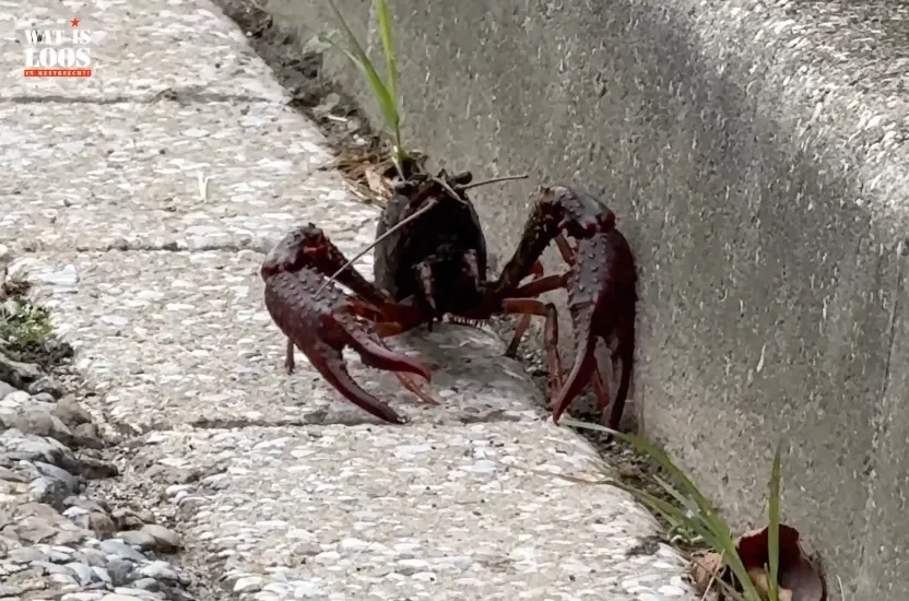 Amerikaanse rivierkreeften bij Geusselt