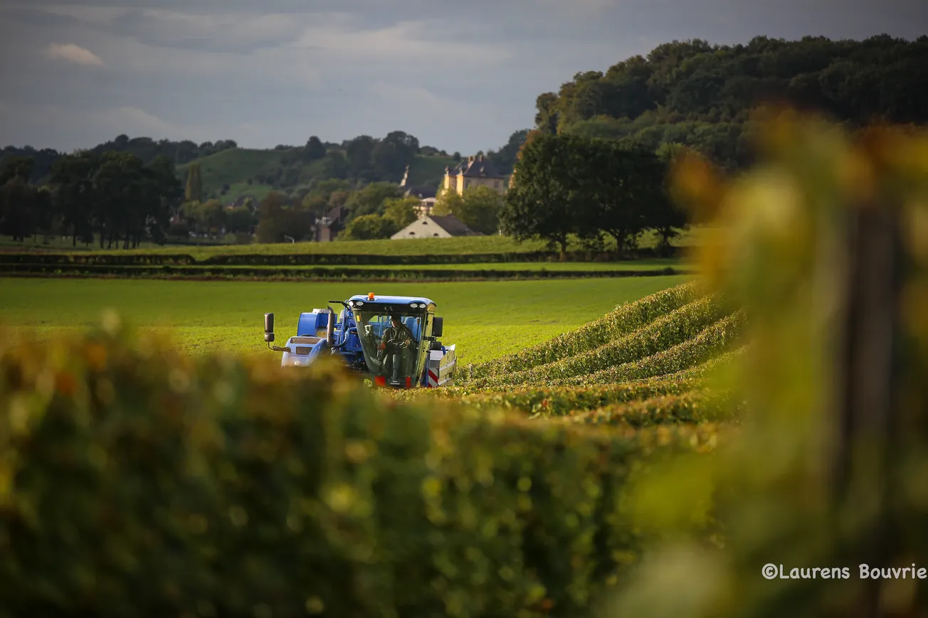 Druivenoogst bij Apostelhoeve