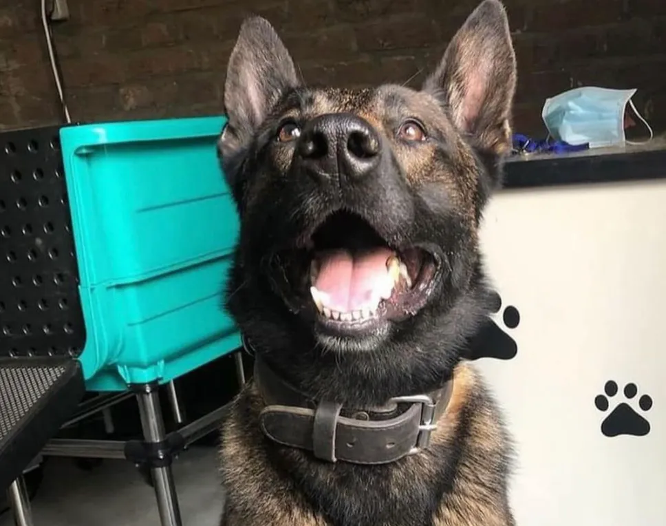 Politiehond Banjer vindt gestolen tas terug