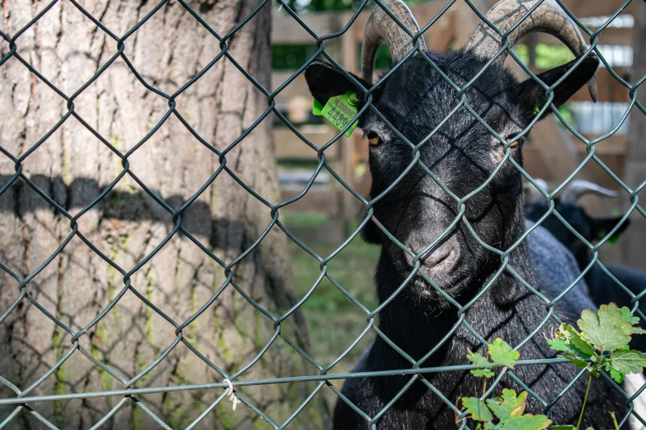 Gemeente grijpt in bij kinderboerderij Limmel