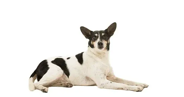 Twee ex-partners vechten om een hond, rechter moet beslissen