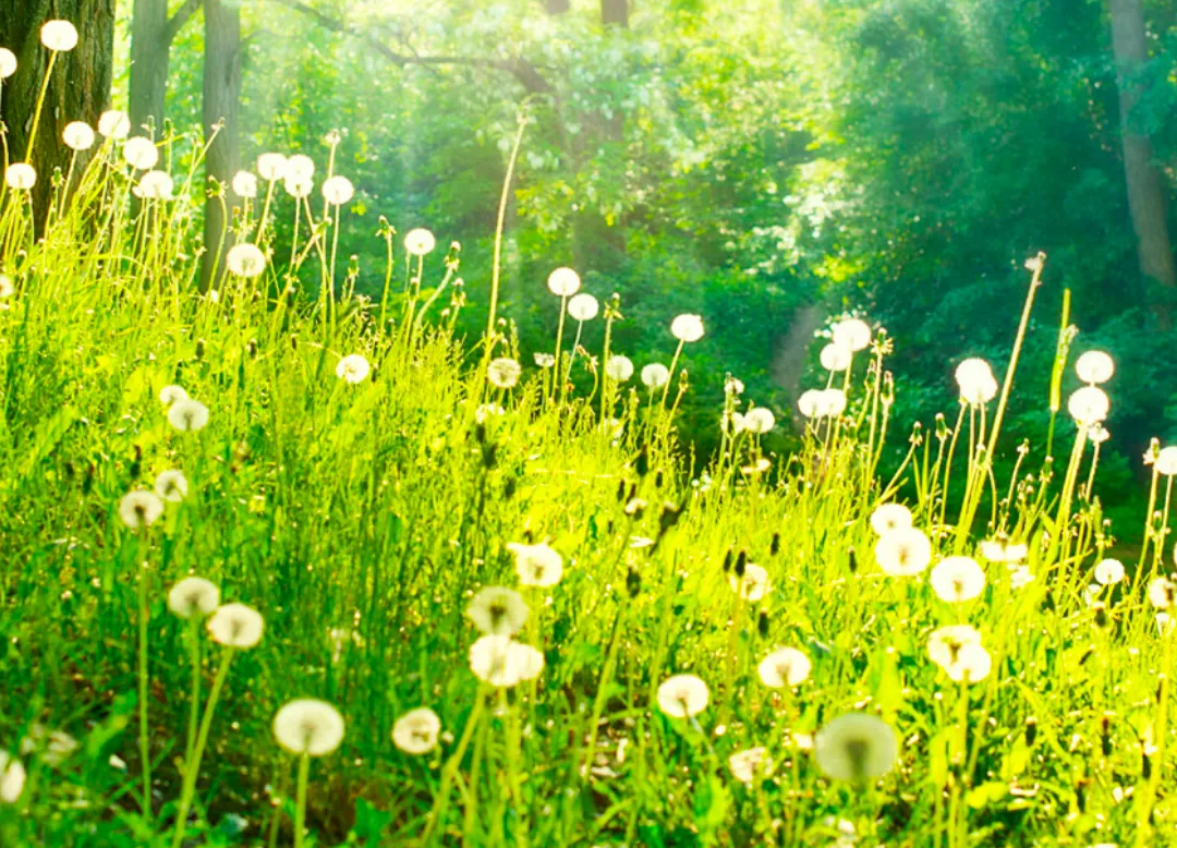 In Memoriam Marjolijn Messcher