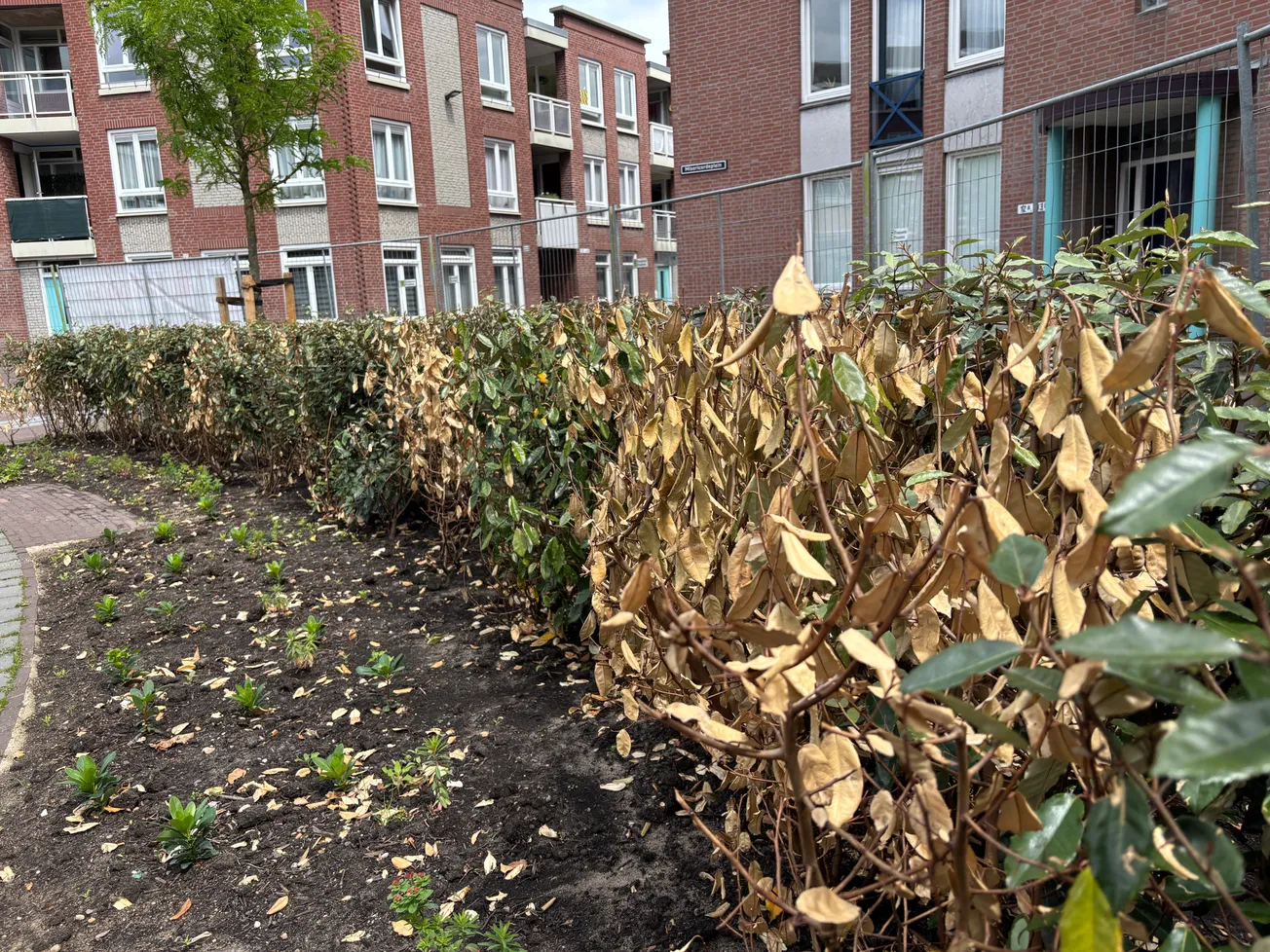 Sjiek en sjoen? Geel en Groen!