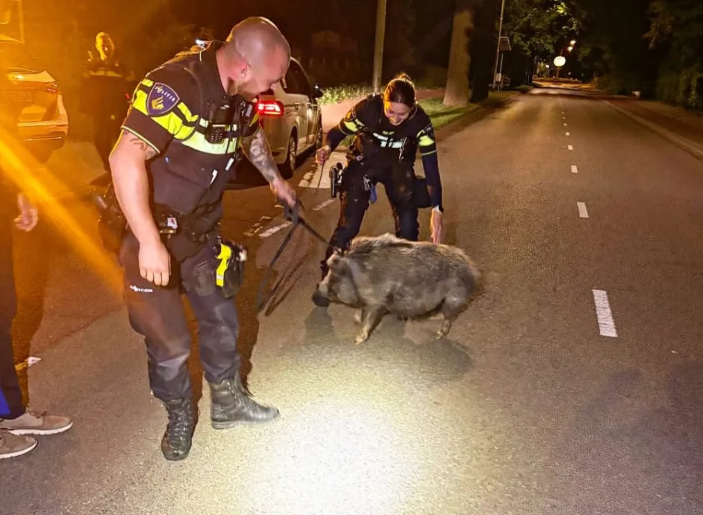 Politie vangt everzwijntje