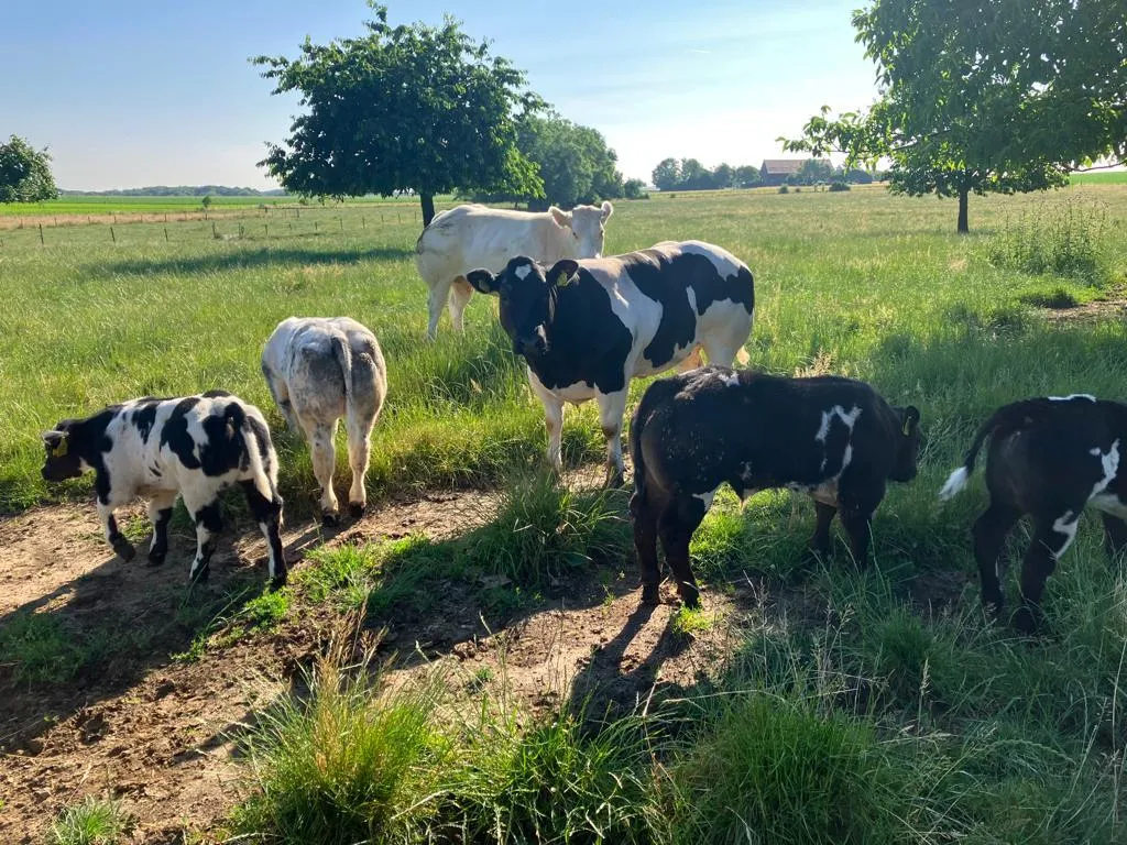Kalfsvlees van 'het Pasveld'