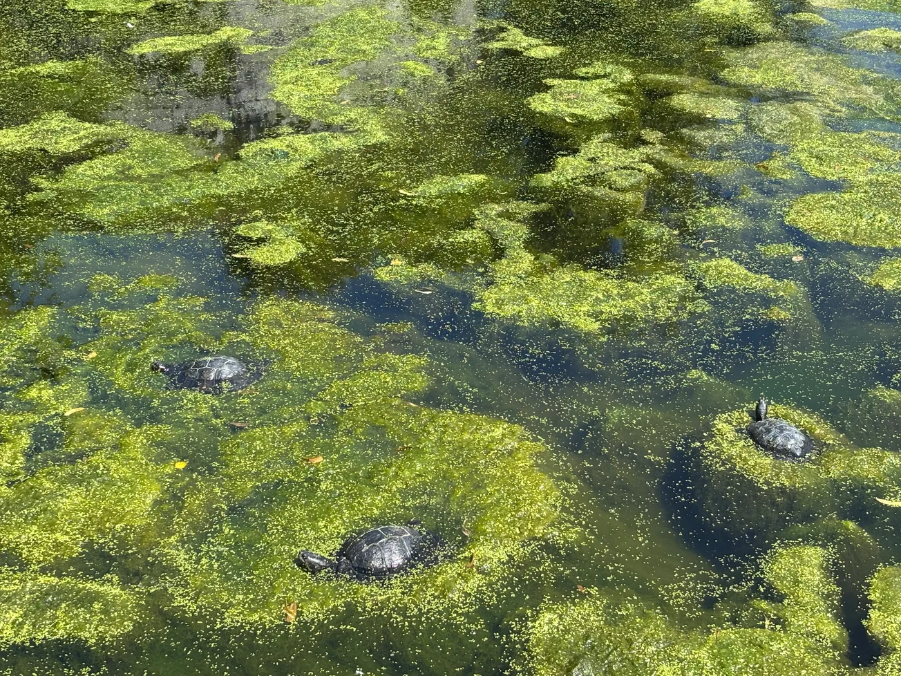 Het ellendige leven van schildpadden in onze vijvers
