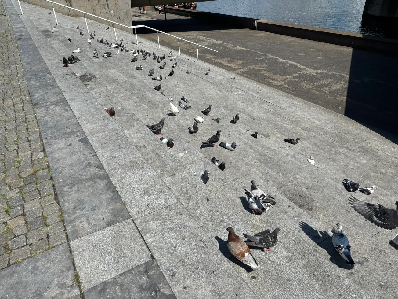 250 stadsduiven Mosae Forum krijgen duivenpil