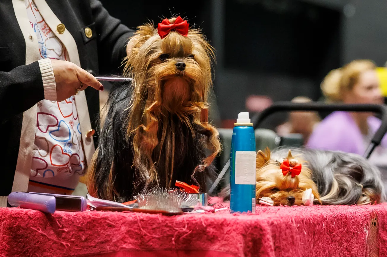 Baasjes gaan weer helemaal los