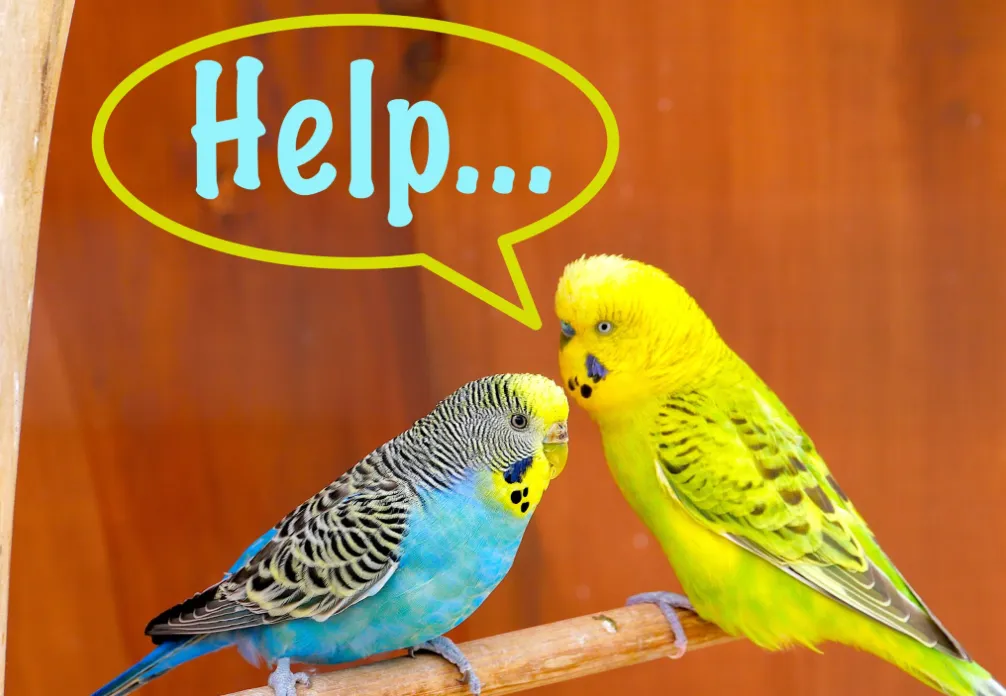 Noodhulp voor dieren Kinderboerderij Limmel