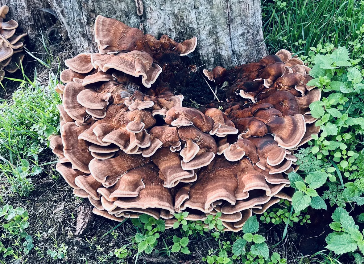 Tösse de paddesteul