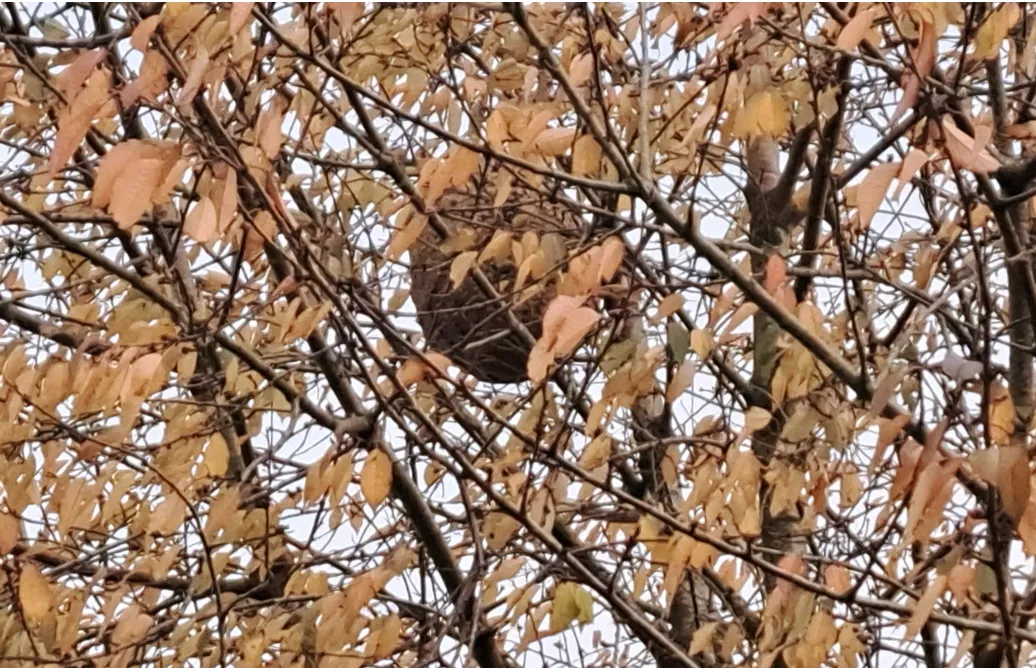 Nesten Aziatische hoornaar naast Kiss&Ride KKC Belfort