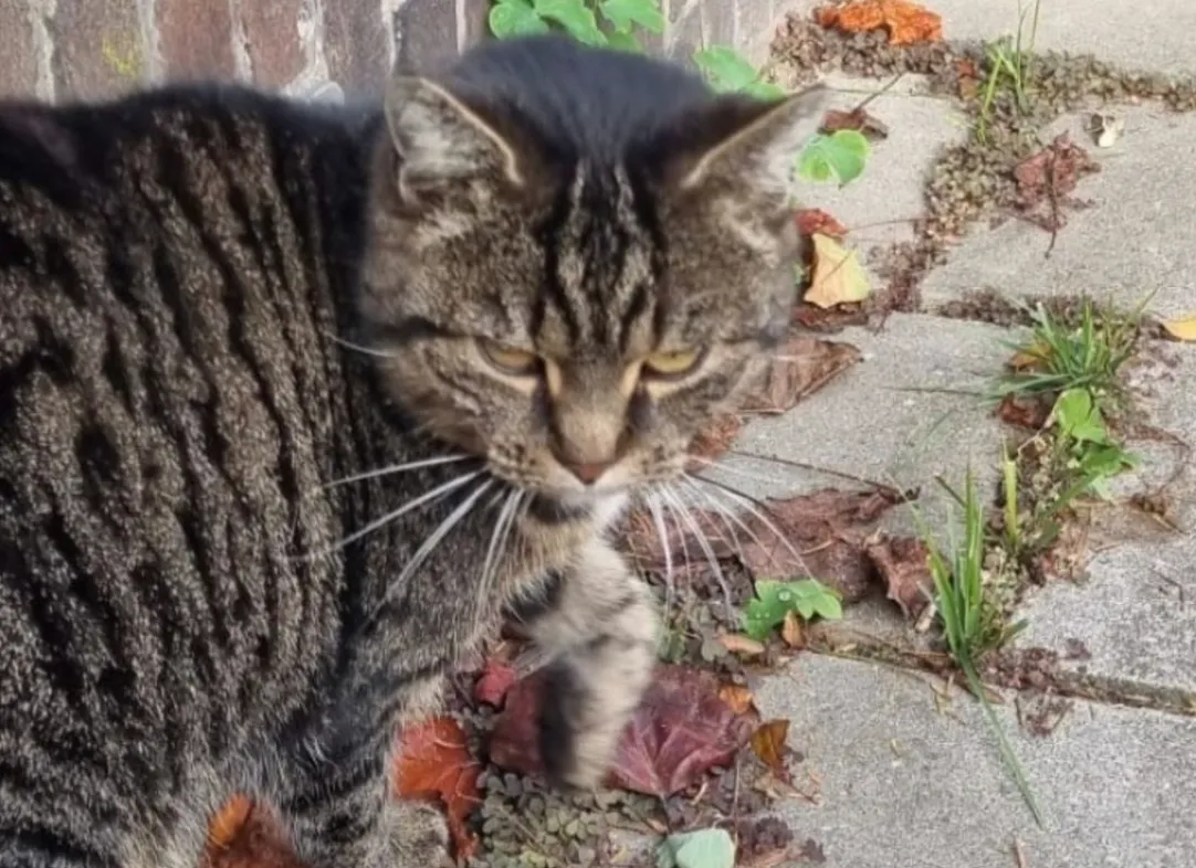 Poessie uit Maastricht duikt op in Schiedam