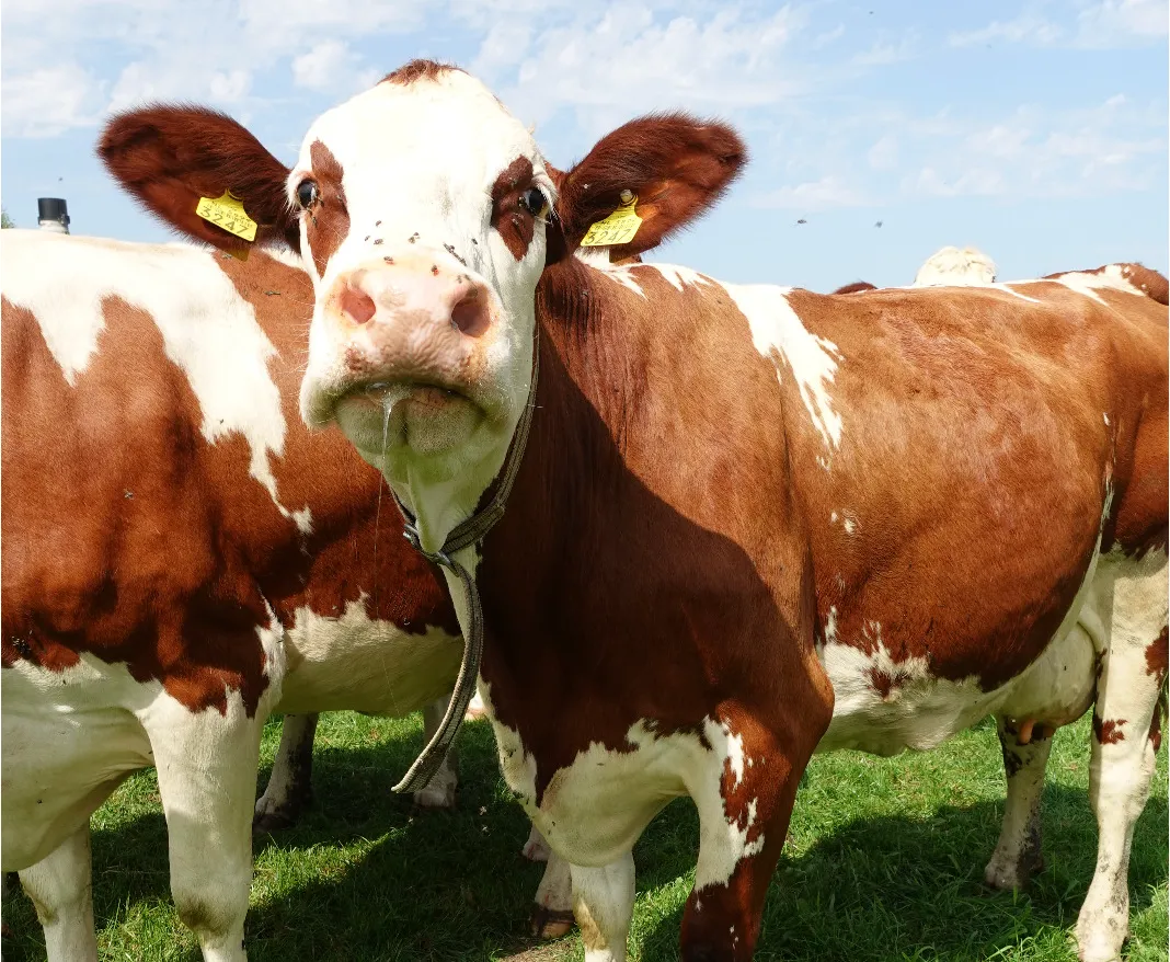 Van boer tot bord: exclusieve Montbéliarde-kaas verovert Zuid-Limburg