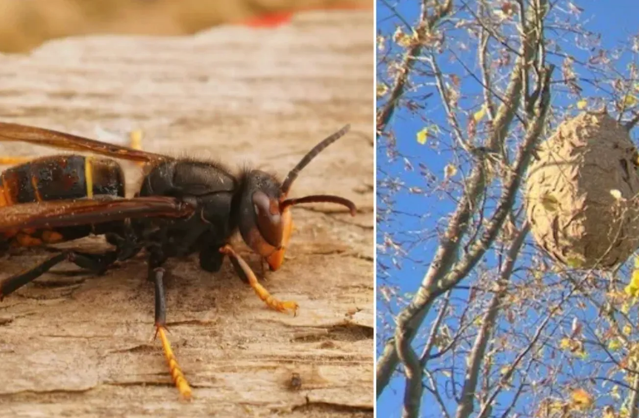 Aanpak Aziatische hoornaar