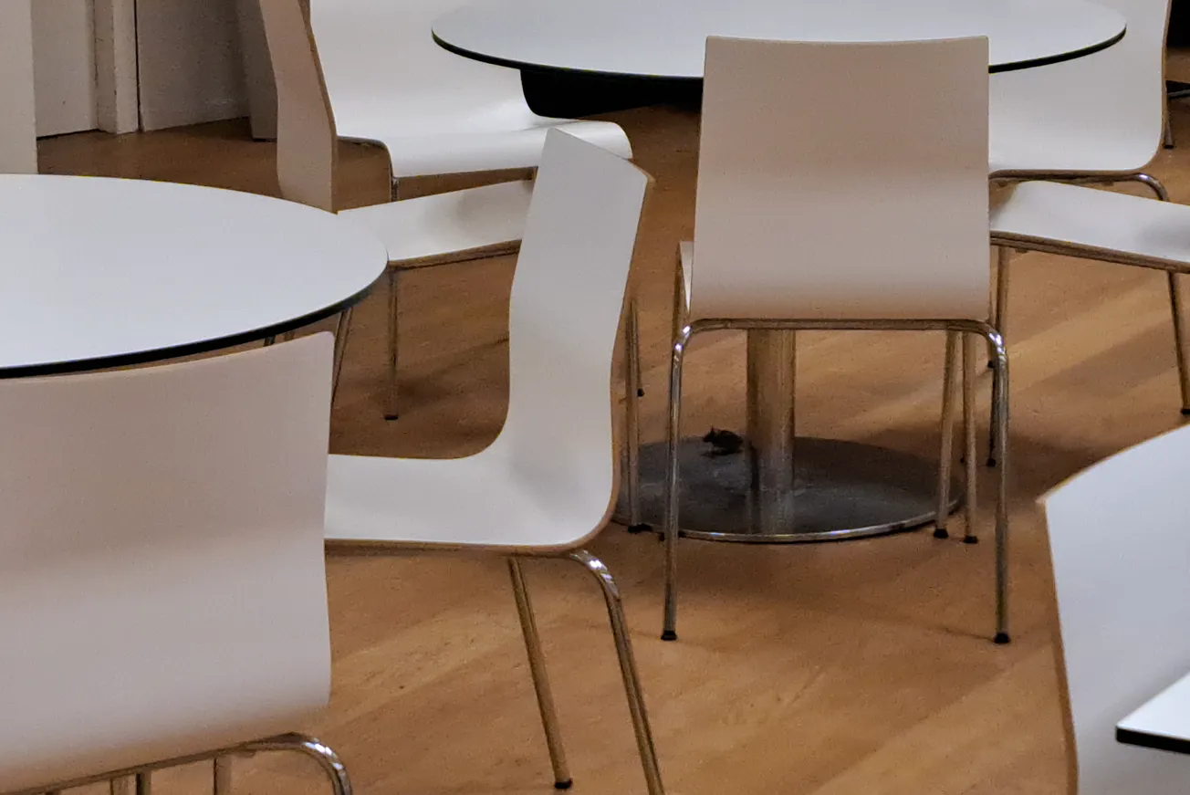 Weer muizenplaag in restaurant gemeente Maastricht?